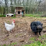 Maison En Pierre Au Calme Au Cœur Du Périgord Hébergement de vacances Montpeyroux (Dordogne)